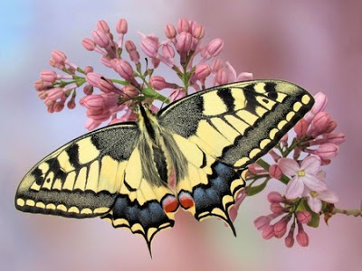 691936-bigthumbnail_large