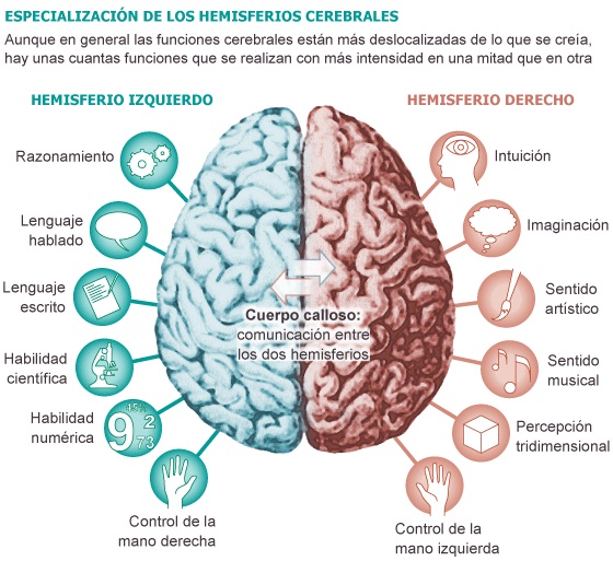 el-cerebro-humano-y-sus-funciones