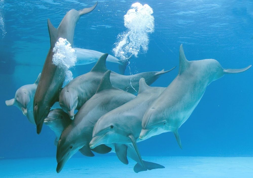 parto-de-los-delfines